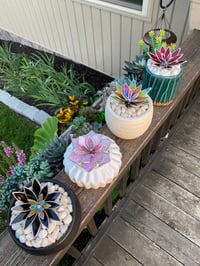 Image 1 of **PRE SALE** Succulent Glass Plant - Potted