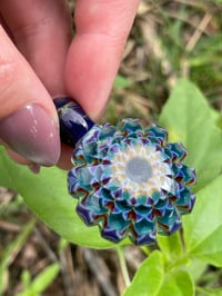 Image 7 of Blue Iris