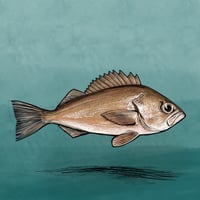 Widow Rockfish #1 8” x  8”