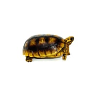 Yellow Footed Tortoise 