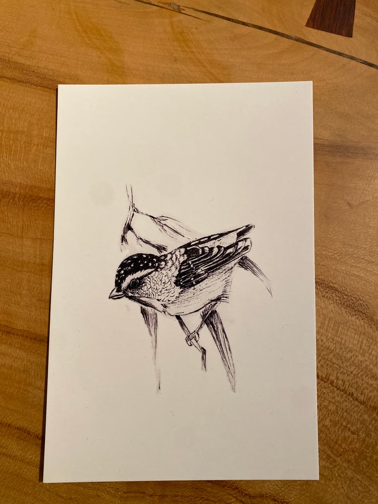 Image of Bird Sketch Print 