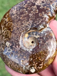 Image 10 of Ammonite Fossil | Madagascar #3051