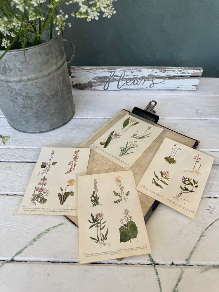 Image of Collection of four vintage botanical plates