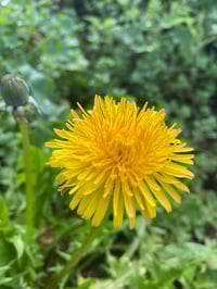 Image 3 of Elixir DETOX