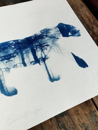 Image 4 of Cyanotype de "Camouflage"