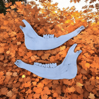 Cow Jawbones 