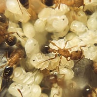 Image 1 of Tetramorium Bicarinatum