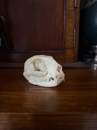 Image 4 of domestic cat skull