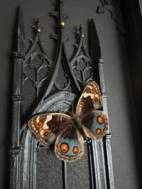 Image 4 of Blue pansy