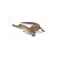 Nile Crocodile