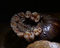 Image 10 of Dental Snull sculpture- dark walnut color, OOAK