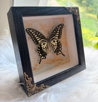 Image 3 of Gilded Swallowtail 