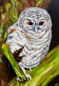 Baby Tawny Owl