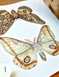 Image 4 of Mirror Moths ORIGINAL ARTWORK