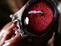 Image 10 of Crimson Oracle Snaggletooth Pendant OOAK