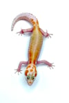 White and Yellow Red Stripe Tangerine Raptor (H-19)