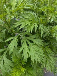 Image 2 of Mugwort Tea | Grown, Hand-Harvested, & Processed on Farm