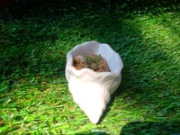 Image 3 of ShellRoot + baby sentum succulent