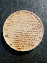 Image 1 of Ross Rounds Comb Honey