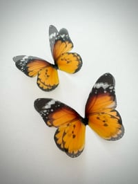 Image 2 of Ember (set of 2)