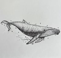 Image 1 of Florence the Humpback Whale 