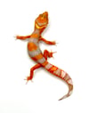 High Contrast Tangerine (Tremper) H-11