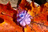 Image 1 of Cotton Candy Cat Paw