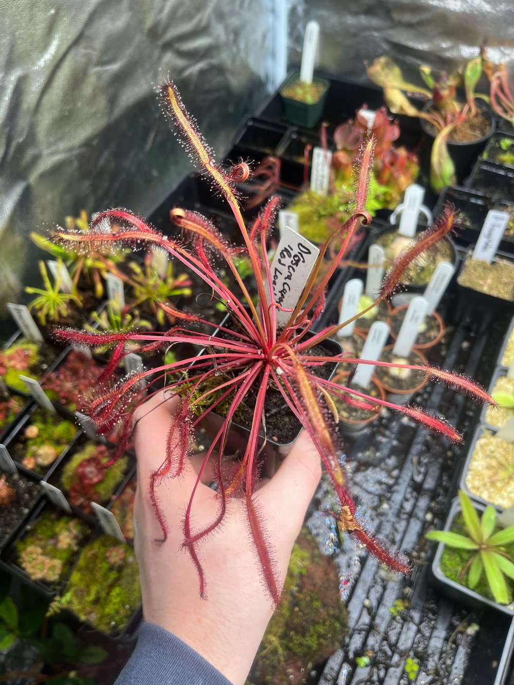 Drosera capensis 'Red Leaf' 