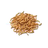 Mealworms 