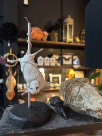 Image 1 of Make your own Taxidermy Mouse Workshop January Available Dates Dates