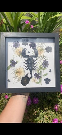 Framed Scorpion 