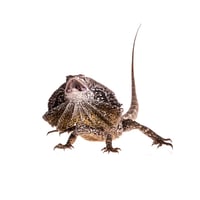 Australian Frilled Dragon 