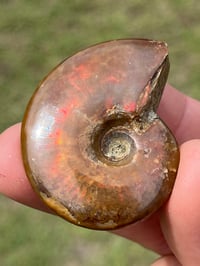 Image 5 of Rainbow Iridescent Ammonite Shell Fossil #2635