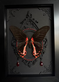 Image 2 of Scarlet Mormon 