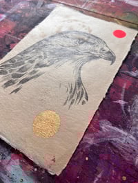 Image 4 of Hawk Study#1