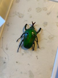 Image 2 of Green beetle
