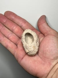 Image 6 of Weevil Cocoon Fossil ‘Clogs’  | South Australia #2858