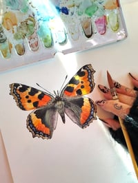 Image 8 of Tortoiseshell Butterfly PRINT
