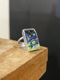 Image 4 of Paua  