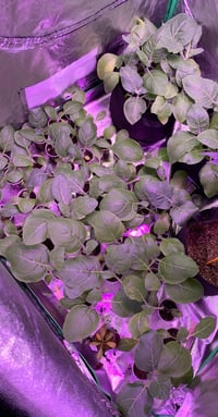Image 3 of Nor Cal Tobacco