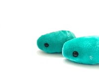 Image 5 of Emotional Support Bug: Teal