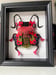 Image of Dusky-tufted Caped Carthen Beetle