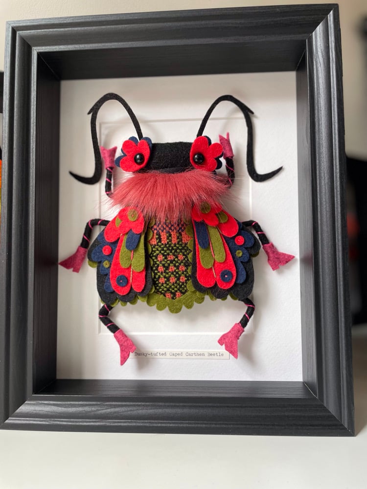 Image of Dusky-tufted Caped Carthen Beetle
