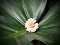 Image 4 of Sunflower Rings