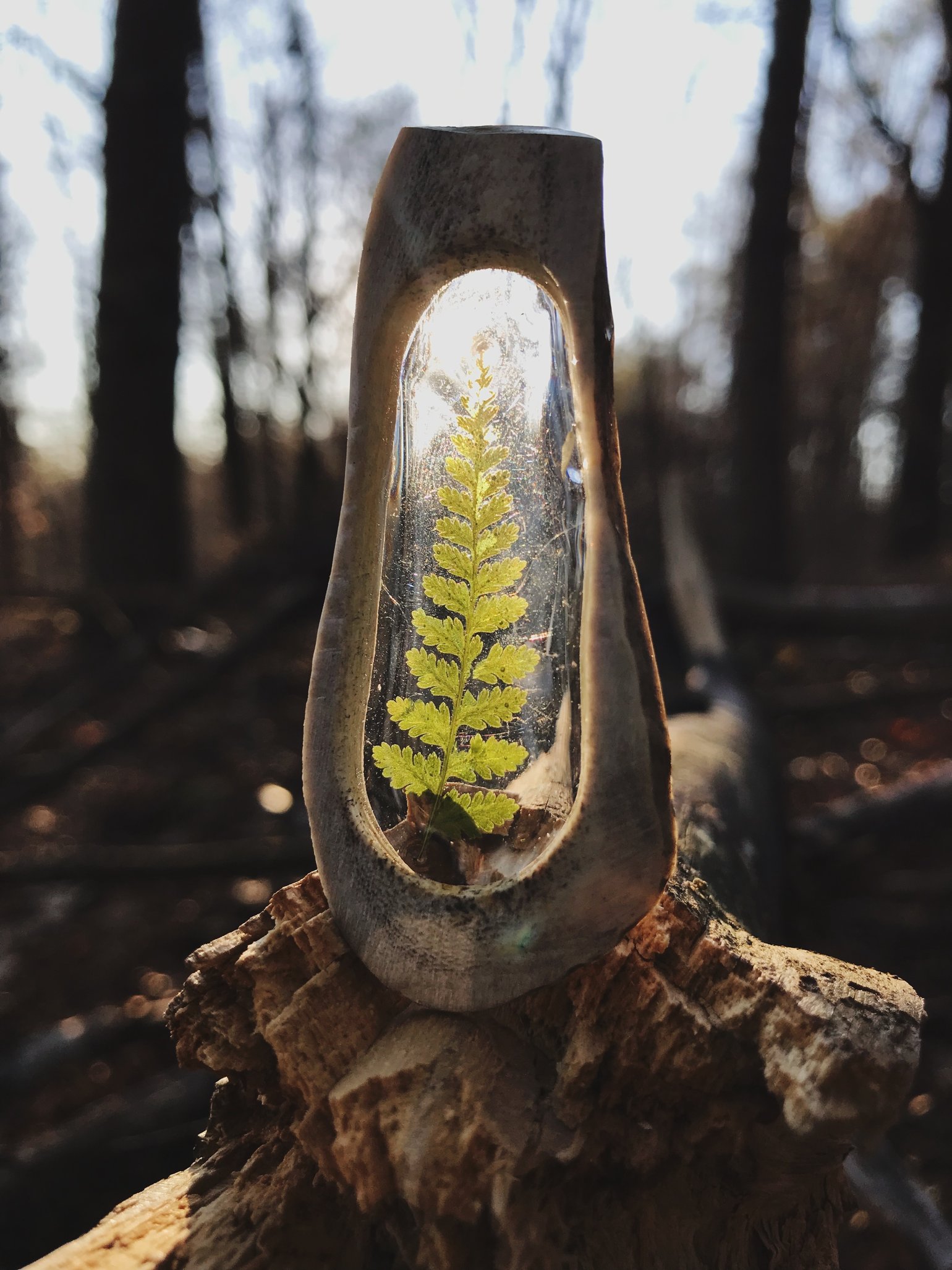 Image of Magical Ferns