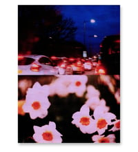 Image 1 of NIGHT DRIVE, DAFFODILS IV