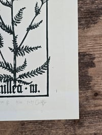 Image 5 of Venus Achillea • Planherbarium linocut paper print