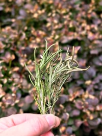 Dried Rosemary Stems