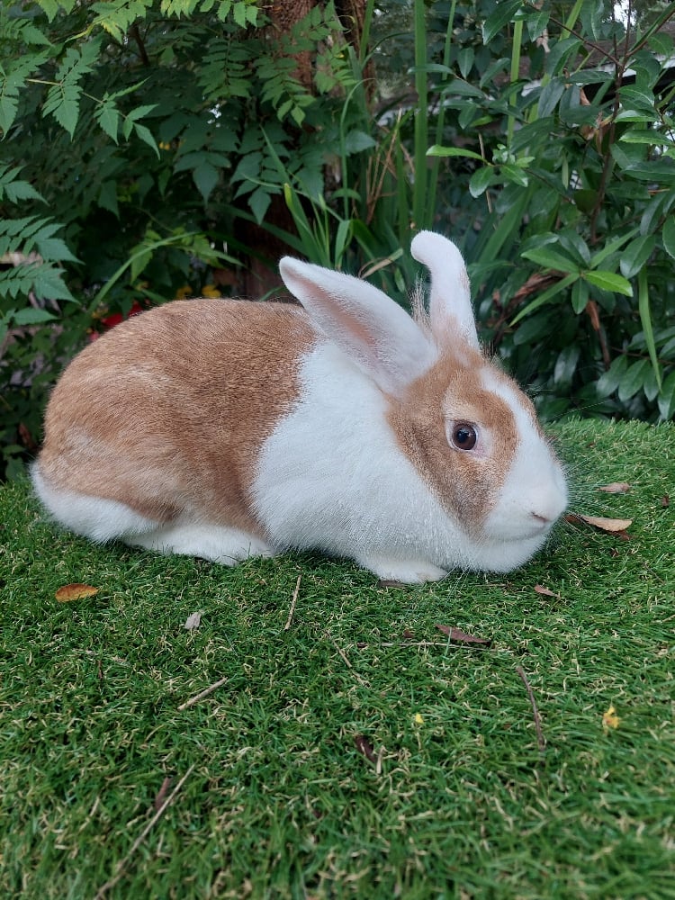 Image of Latte (F