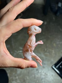 Image 3 of Hare embryo cast Bigger embryo 